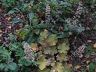 Heuchera