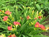 Hemerocallis