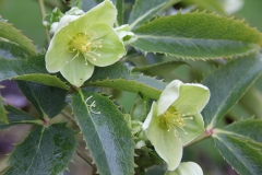 Helleborus corsicus