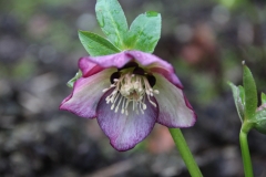 Helleborus-x-hybridus-Bicolor