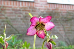 Helleborus met rode nectariën