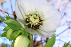 Helleborus x hybridus Wit met rood centrum