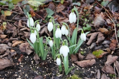 Galanthus-Imbolc