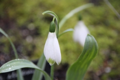 Galanthus-John-Tomlinson