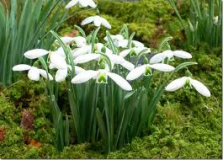 Galanthus-Imbolc