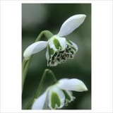 Galanthus-Jacquenetta