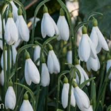 Galanthus-Maximus