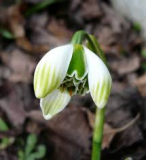 Galanthus-Ophelia