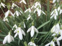 Galanthus-Silverwells