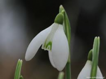 Galanthus-White-Dream