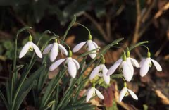 Galanthus-William-Thompson