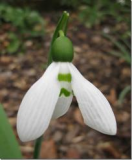 Galanthus-elwesii-Hunton-Giant