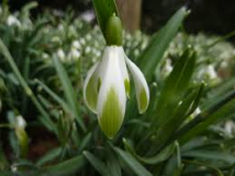 Galanthus-nivalis-Scharlockii-JMDS