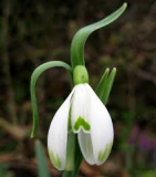 Galanthus-nivalis-Scharlockii