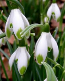 Galanthus-nivalis-Viridapice