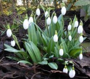 Galanthus-plicatus-Augustus