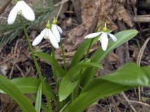 Galanthus-woronowii