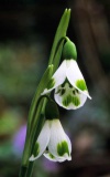 Galanthus 'Trym'