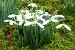 Galanthus-Imbolc