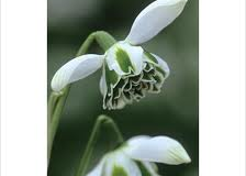 Galanthus-Jacquenetta