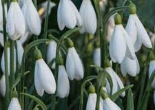 Galanthus-Maximus