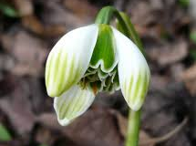 Galanthus-Ophelia