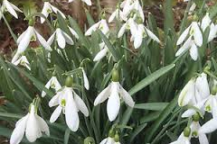 Galanthus-Silverwells