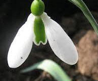 Galanthus-Tubby-Merlin