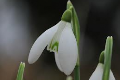 Galanthus-White-Dream