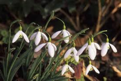 Galanthus-William-Thompson