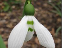 Galanthus-elwesii-Hunton-Giant