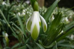 Galanthus-nivalis-Scharlockii-JMDS