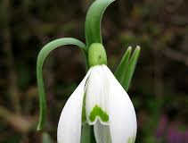 Galanthus-nivalis-Scharlockii