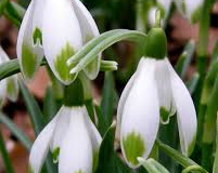 Galanthus-nivalis-Viridapice