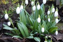 Galanthus-plicatus-Augustus