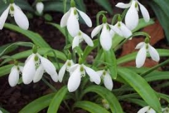 Galanthus-plicatus-Ex-Mavis