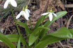 Galanthus-woronowii