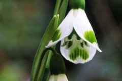 Galanthus 'Trym'