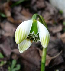 Galanthus Ophelia