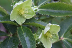 Helleborus argutifolius