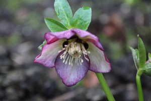 Helleborus x hybridus Bicolor