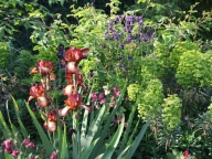 Iris 'Pride of Kent'